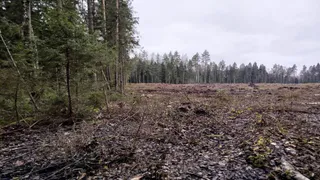 В Гороховецком районе выявили нарушения при рубке леса и несоблюдении пожарных правил