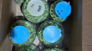 В Коми полиция изъяла более килограмма растения-наркотика в личном гараже