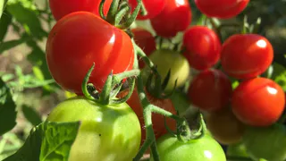 1 чайная ложка и помидоры попрут гроздьями: советский способ, который работает безотказно