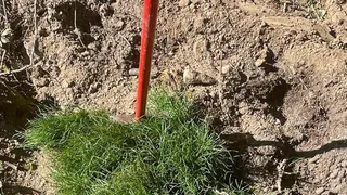 Во Владимирской области высадили более 136 тысяч деревьев