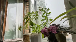 Почему не все так делают? 5 лайфхаков, которые сильно упростят уход за комнатными растениями