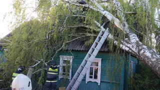 МЧС предупредило брянцев об ураганном ветре в субботу