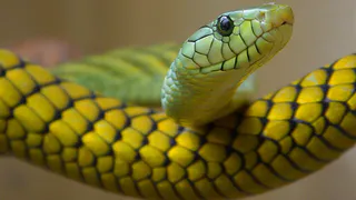 Змея принесёт волшебное счастье на кончике хвоста: Павел Глоба назвал 3 знака зодиака, которым символ года покажет фантастический 2025