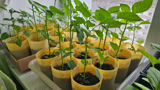 Устала возиться с землей и грязью - попробовала сеять рассаду по-новому. Вот что из этого вышло