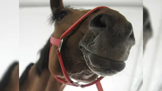 В одном из городов Коми из-за анемии лошадей ввели ряд ограничений