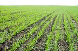 В Пензенской области завершают посев озимых