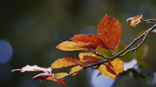 Ложная весна в октябре: Вильфанд рассказал о возвращении тепла в европейскую часть России