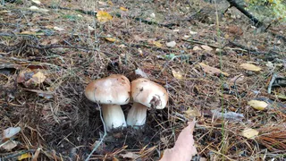 Даже не вздумайте их добавлять: врач назвала съедобные грибы, которые превращаются в яд при варке бульона