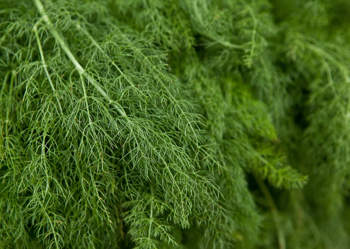 Нужно ли мыть укроп и петрушку? Запомните это раз и навсегда