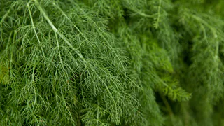 Нужно ли мыть укроп и петрушку? Запомните это раз и навсегда