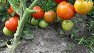 Даю помидорам такое питание — и алые плоды висят гроздьями: собираю по 15 кг дозревших томатов с 1 куста