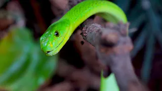 2025 — год Зеленой Деревянной Змеи. Чего нам ждать от нового покровителя?