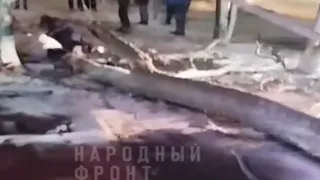 В Гусь-Хрустальном упавшее дерево травмировало прохожих у жилого дома