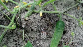 После этой подкормки огурцы растут не по дням, а по часам: плети вьются, завязей море, ведро урожая собираю каждый день