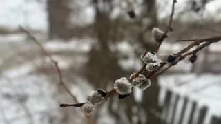 2 апреля расколет Коми: на юго-западе +17, а северо-восток останется в снежном плену