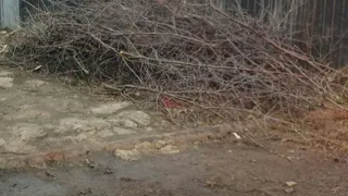 Нижнекамка: «Кто должен убрать ветки?»