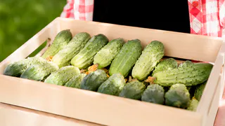 Не сорт, а трофей огородника: этот ранний огурец только и делает, что плодоносит — на болезни не отвлекаясь