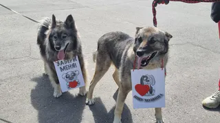 В Коми объединяют усилия по защите природы и помощи животным