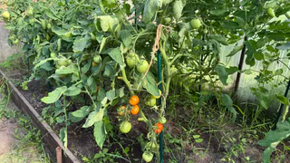 Подкармливаю помидоры содой и уже 4 года урожай лучше некуда: по 11-13 кг плодов с кустика собираю