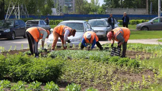 Новые цветочки: в центре Рязани продолжается озеленение