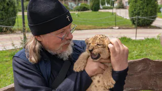 В Ряжском зоопарке появились на свет три львенка