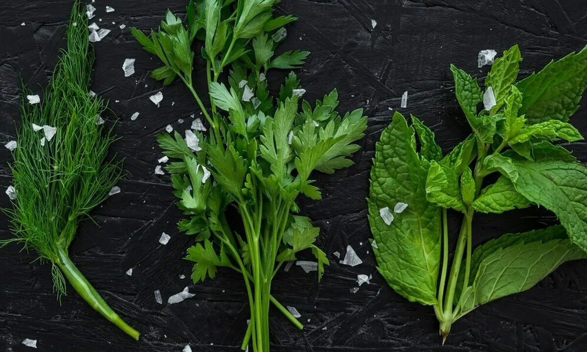 В октябре рассыпьте семена укропа по огороду: чудо-рецепт опытных дачников