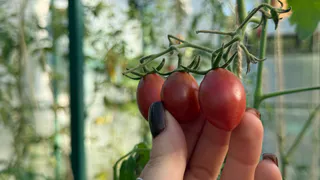 Закапываю самосев помидоров в октябре по совету 78-летней соседки - и уже 15 лет рассаду не покупаю