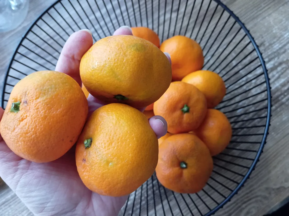 Хитрые продавцы выбирают мандарины себе домой только так: запоминайте эти 3 приема