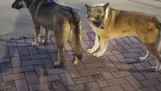 В Нижнекамске семья взыскала с Исполкома моральный вред 200 тыс. рублей