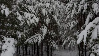 В Рязанской области пропавшую 91-летнюю пенсионерку нашли мертвой