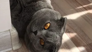 Плюшевые лапки: последний шанс прислать фото кота на конкурс