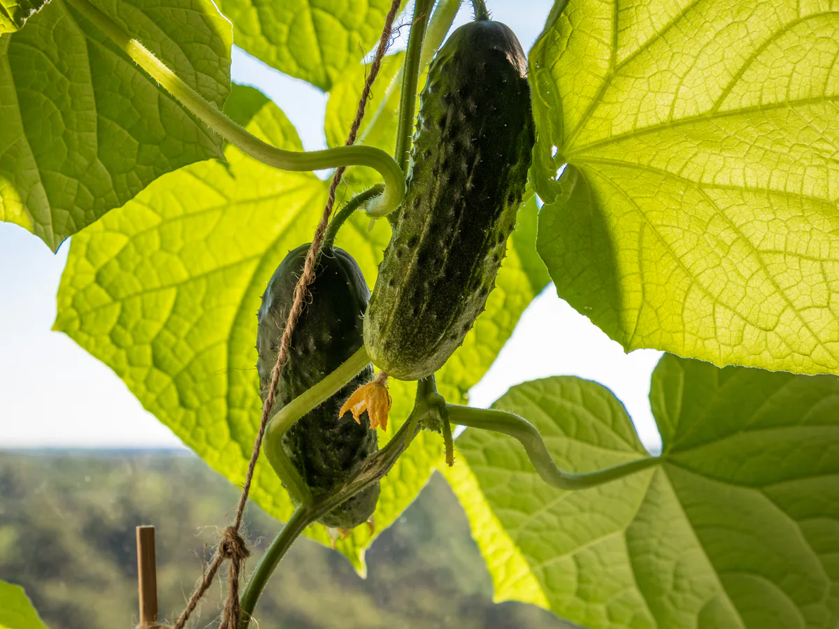 Щепотка приправы на ведро воды, и огурцы будут здоровы - собираю сочные и ровные плоды