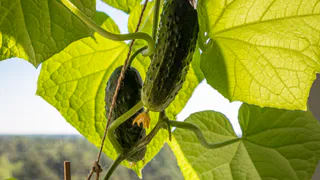 Желтый и мягкий — а ценнее урожая: зачем огородники специально «портят» огурцы