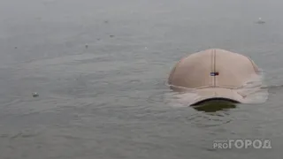 Личность не установлена: под Рязанью в озере нашли труп мужчины