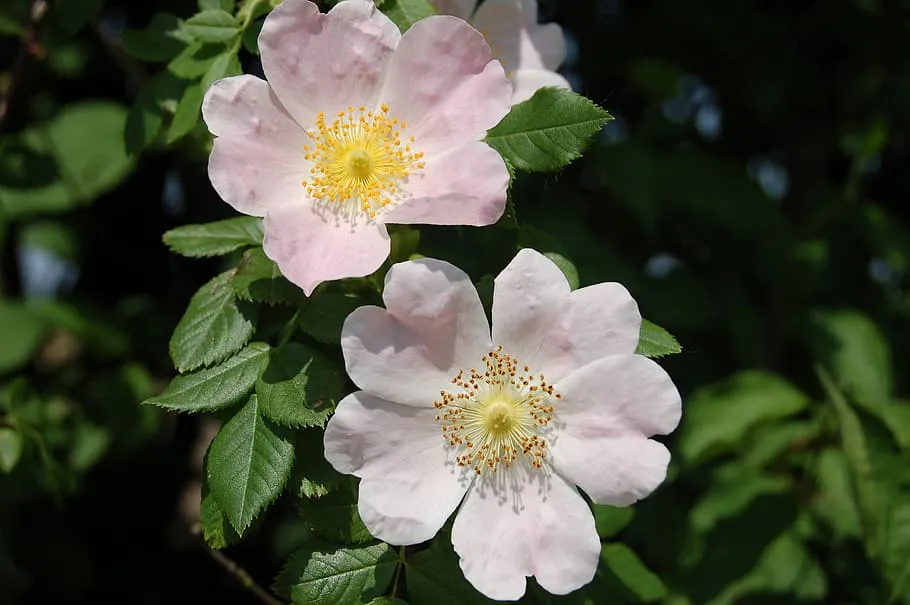 Почему роза становится шиповником: все, что нужно знать цветоводу о дикой поросли