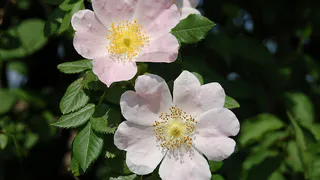 Почему роза становится шиповником: все, что нужно знать цветоводу о дикой поросли