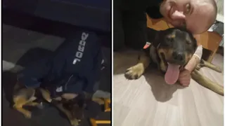 Школьница из Челябинской области помогла хозяину вернуть потерявшуюся после ДТП собаку