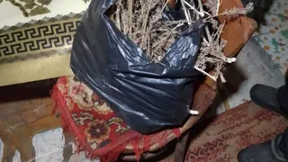 Нарвал дикорастущее растение в деревне, высушил и оставил на хранение дома 