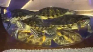 В Брянске кальян с живыми черепашками возмутил заоозащитников