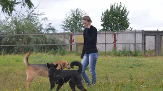 Аукцион всё-таки состоялся: стало известно, кто будет заниматься собаками в двух районах Рязани