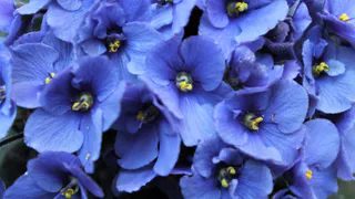 Фиалка начнет цвести круглый год: всего одна чайная ложка удобрения запустит бутонизацию