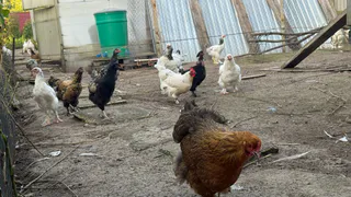 Самые "выгодные" птицы в деревне точно не куры: почему селяне и дачники резко поменяли свои интересы        