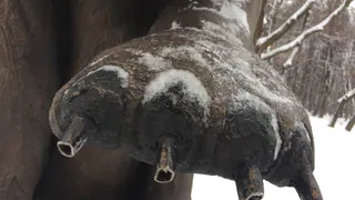 Мишке-шахматисту из Лесопарка обрезали длинные когти