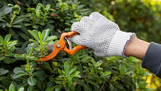 Ни в коем случае не обрезайте эти четыре растения осенью – весной точно не будут цвести