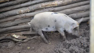 Более полутора тысяч свиней погибло в результате пожара под Рязанью