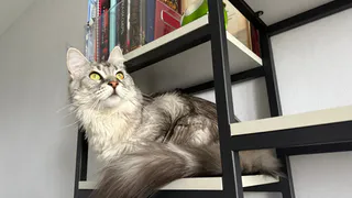 Какие знаки подают кошки перед приходом в дом большой беды - запомните раз и навсегда