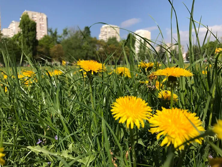 Дачник рассказал, как с помощью пищевой соды избавиться от сорняков