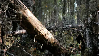 Спасатели Коми вернули детей, заблудившихся на городской базе