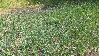 Сорняки мигом исчезнут: разведите 1 стакан на ведро и полейте вечером - уже с утра не узнаете свой огород - и никакой "химии"