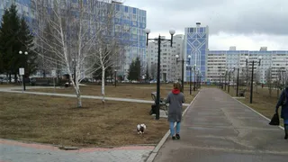 Нижнекамцы: «Сколько можно выгуливать собак без намордников?»